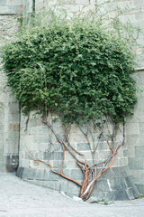 Large ivy plant climbs along old building stone wall on city street. Nature bush beauty in ancient town. Architectural landmark for tourists
