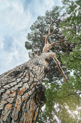 Old high Italian stone pine in wood under sky with light clouds low angle shot. Wonderful umbrella pine on summer day. Natural ecosystem life