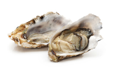 fresh oysters on a white background