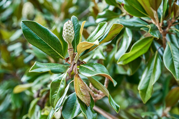 Branches of evergreen magnolia with lush green leaves in botanical garden on spring day close view....