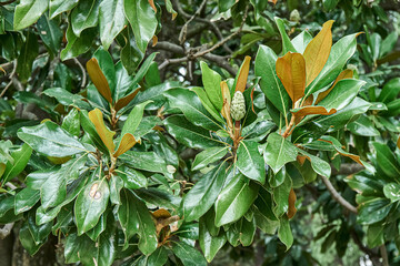Branches of evergreen magnolia with lush green leaves in botanical garden on spring day close view....