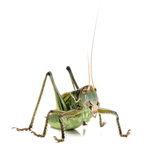 Macro image of a grasshopper isolated on white background 