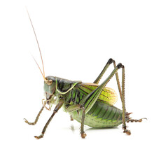 Macro image of a grasshopper isolated on white background 
