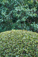 Carefully cut bush figure with small leaves in public garden. Vivid green foliage growing on bush branches in tropical summer extreme closeup