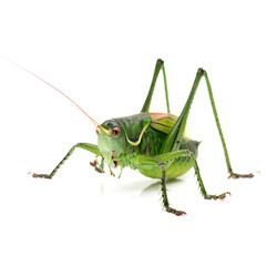 Macro image of a grasshopper isolated on white background 