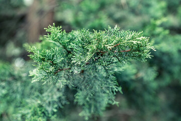 Fluffy crown of large cypress tree in forest on sunny day extreme closeup. Gorgeous cypress grows in park. Tropical spruce plant in ecosystem wildlife