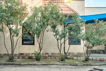 Young blooming oleander trees grow near building on city street. Old town and native flora decor....