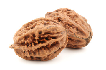walnut on a white background 