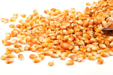yellow corn grain