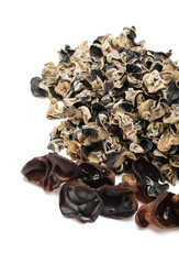 black fungus on white background