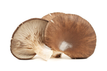 oyster mushroom on white background