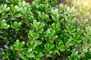 Fototapeta premium Fresh lush common bearberry plant grows on flowerbed at sunlight close view. Natural decor of urban garden. Bush with juicy green leaves in park