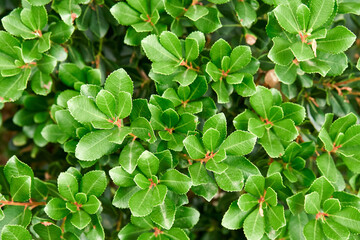 Fresh lush common bearberry plant grows on flowerbed at sunlight close view. Natural decor of urban...