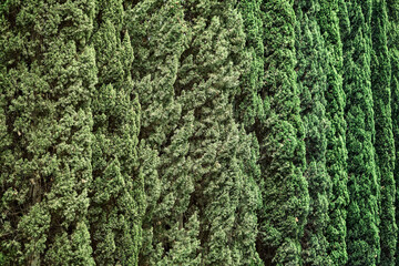 High hedge of cypress trees decorates park in city on sunny day as floral background closeup. Cypress line grows in garden . Tropical spruce plant in town ornament