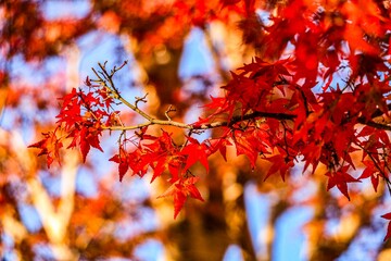 red autumn leaves