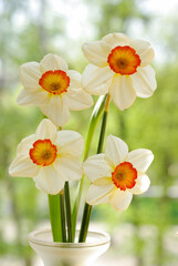 White daffodils on blurred natural background.