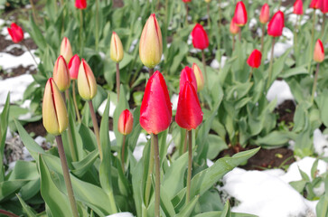 Red tulips in a flower bed covered with snow.