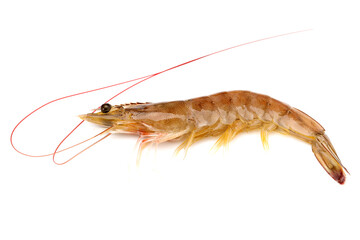 shrimps on a white background 