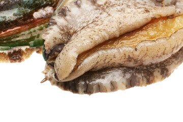 Raw abalones on the white background 