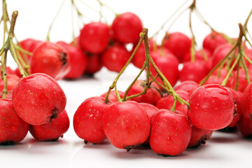 Hawthorn on a white background 