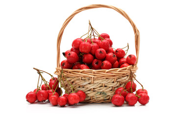 Hawthorn on a white background 