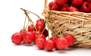 Hawthorn on a white background 