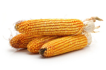 grain corn closeup on a white background