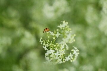 ladybug on a green leaf
