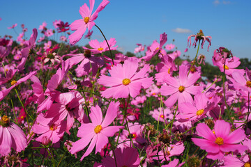 Beautiful pink cosmos flowers blooming in garden flower