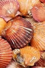 live scallops on the white background