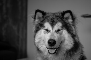 Happiness in the face of a Malamute boy. Lovely smile, tongue out, monochrome beloveth family member portrait. Selective focus on the details, blurred background.
