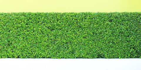 Vertical garden green leaves wall or tree fence for background