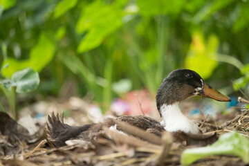 The little baby duck is sitting in the middle of the forest