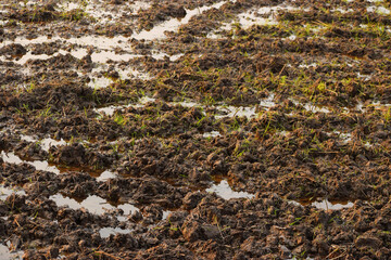 A tuft of sprouted rice grain, agriculture paddy wet land. Growing crops. Ploughed field for cultivating.