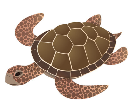 Vector illustration of swimming sea turtles