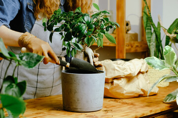 Transplanting ficus ginseng houseplant. Woman fills flowerpot with potting soil. Houseplants...