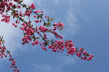 青空としだれ桃