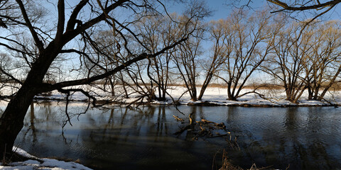 Spring walk through the forest, beautiful panorama.