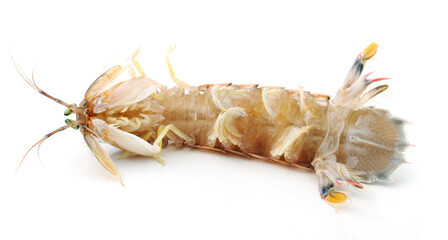 Mantis Shrimp on the white background
