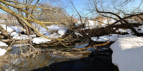 Spring walk through the forest, beautiful panorama.