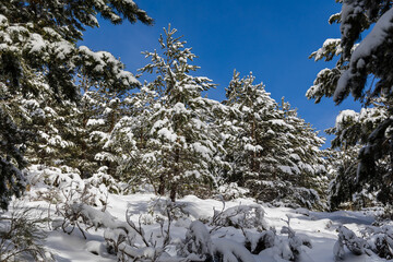 snow covered trees in the mountains of guadarrama national park, in Madrid