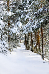 snow covered trees in the mountains of guadarrama national park, in Madrid