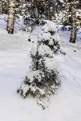 snow covered trees in the mountains of guadarrama national park, in Madrid