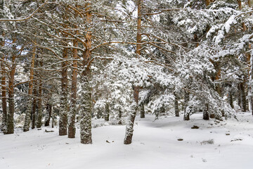 snow covered trees in the mountains of guadarrama national park, in Madrid