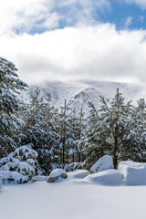 snow covered trees in the mountains of guadarrama national park, in Madrid