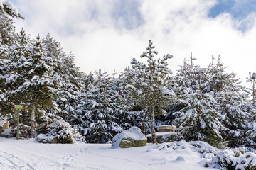 snow covered trees in the mountains of guadarrama national park, in Madrid