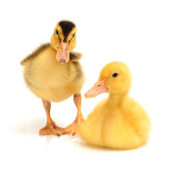 Duckling on white background