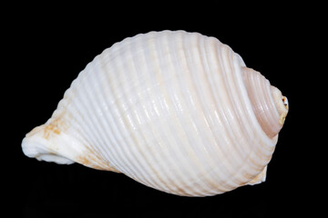 Sea shell of marine snail  isolated on black background, close up