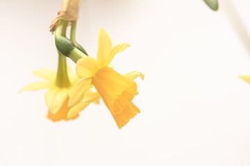 Yellow daffodil flowers on white background. Spring flowers, floral background. Copy space, mock up