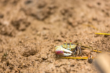 fiddler crab